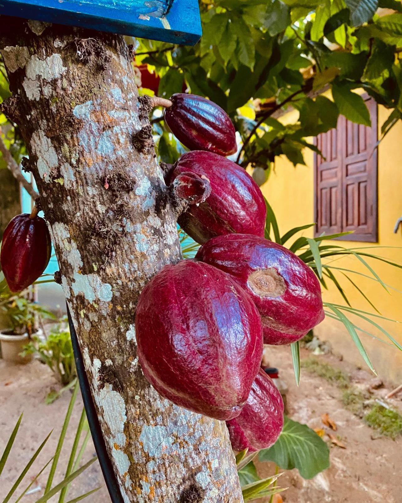 Caraiva Recanto Pousada De Ferias Exteriér fotografie